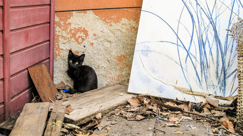 Cat sitting on wood against wall