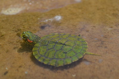 High angle view of turtle in sea