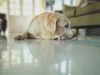 Close-up of dog sleeping