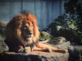 Lion relaxing outdoors