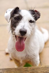 Close-up portrait of dog