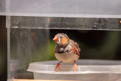 Close-up of bird perching on plastic container