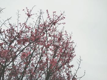 Low angle view of cherry blossoms against sky