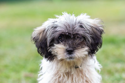 Close-up portrait of dog on field