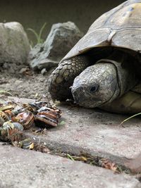 Close-up of a turtle