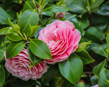 Close-up of pink flowering plant