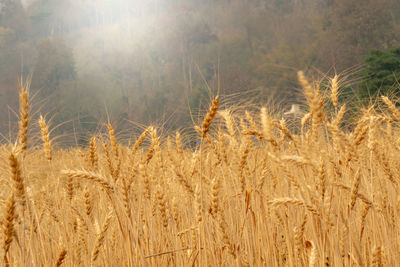 Close-up of wheat growing on field