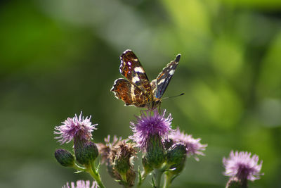 Close-up of butterfly pollinating on purple flower