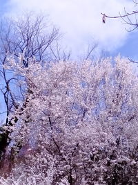 Low angle view of cherry blossom against sky