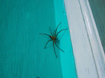 High angle view of spider on wood