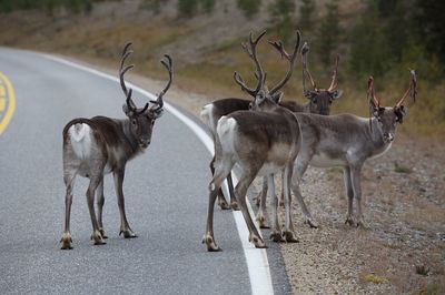 View of deer on road