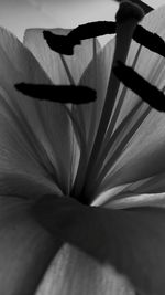 Close-up of flowers