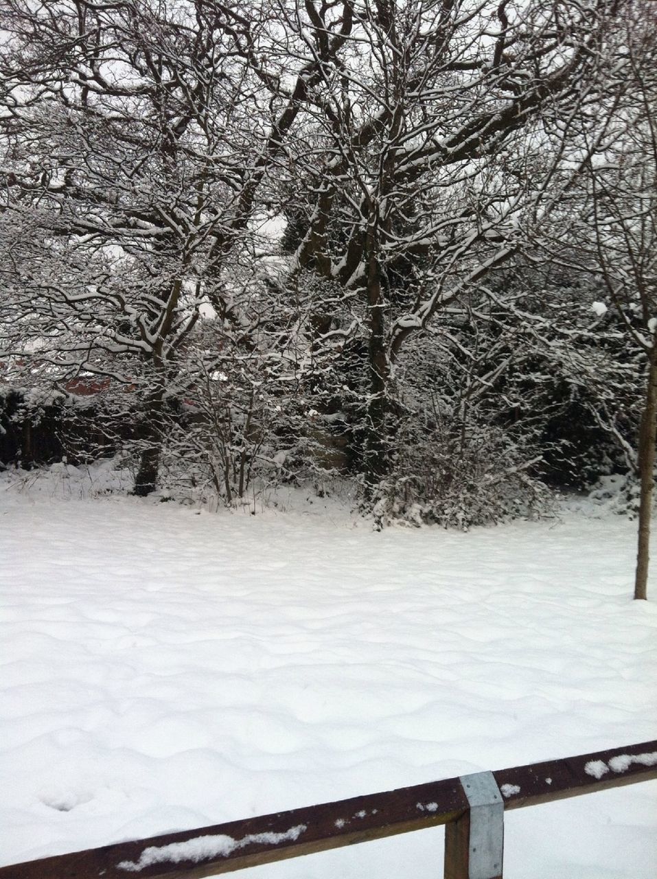 snow, winter, cold temperature, season, weather, tree, bare tree, covering, branch, tranquility, frozen, tranquil scene, nature, beauty in nature, white color, landscape, covered, scenics, snow covered, field