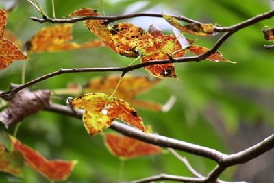 Close-up of dry leaves on branch