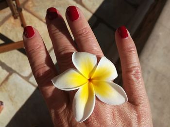 Close-up of hand holding yellow flower