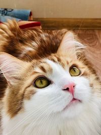 Close-up portrait of cat