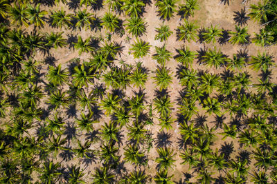 Full frame shot of green plants