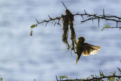 Bird flying against sky