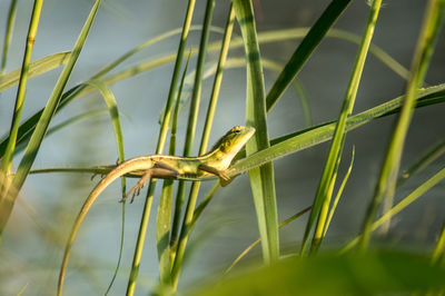 Close-up of lizard on grass