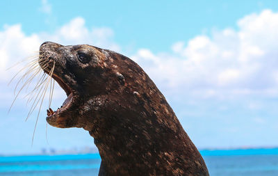 Close-up of seal against sky