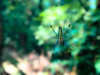 Close-up of spider and web against blurred background