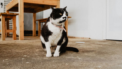 Dog looking away while sitting on floor at home