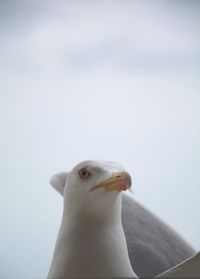 Close-up of seagull against sky