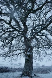 Bare tree on snow covered field