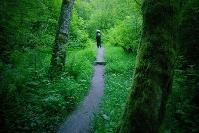 Rear view of people walking on pathway in forest