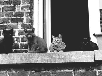 Cat sitting by window