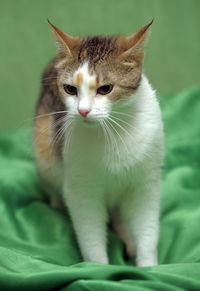 Close-up portrait of a cat