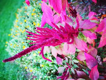 Close-up of pink flower blooming outdoors