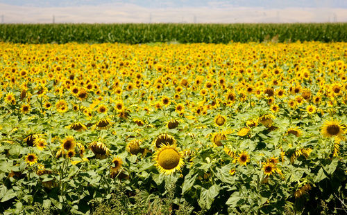 Sunflowers blooming on field