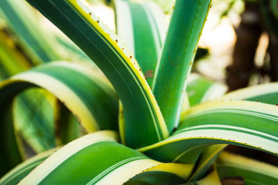 Close-up of succulent plant