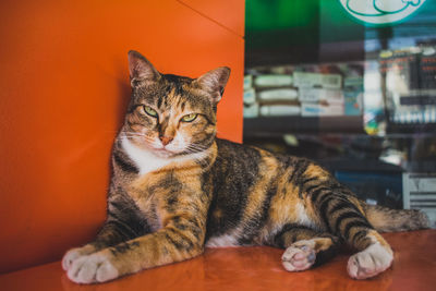 Portrait of cat sitting on orange container