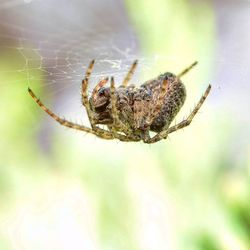 Close-up of spider on leaf