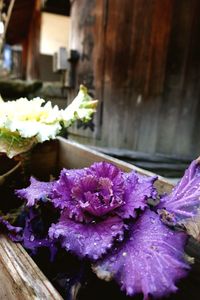 Close-up of purple flowers blooming outdoors