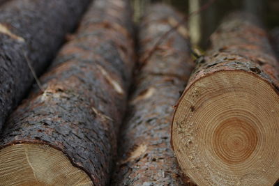 Close-up of logs in forest