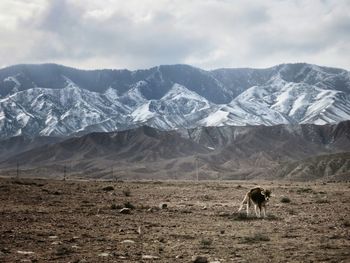 Cattle standing on field against snowcapped mountains