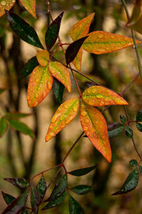 Close-up of orange leaves on tree