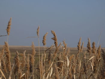 Wheat field against clear sky