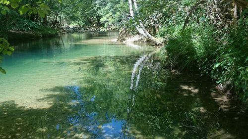 Scenic view of waterfall in forest