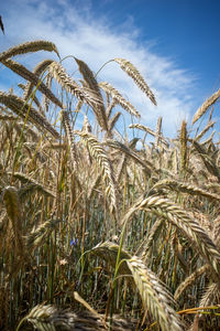 Close-up of wheat growing on field