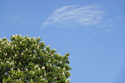 Low angle view of chestnut tree against blue sky