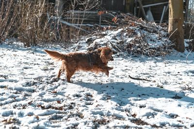 Dog on snow covered land