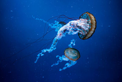 Close-up of jellyfishes swimming in sea