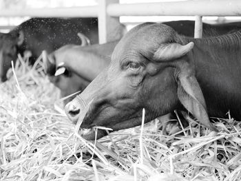 Close-up of cow relaxing on hay