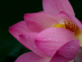 Close-up of wet pink flower