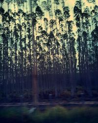 tree