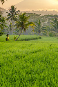 Scenic view of grassy field against sky